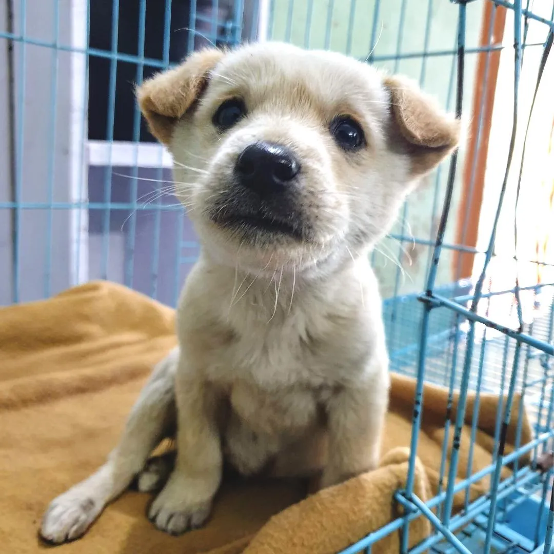 Give a Rescued Puppy a Second Chance