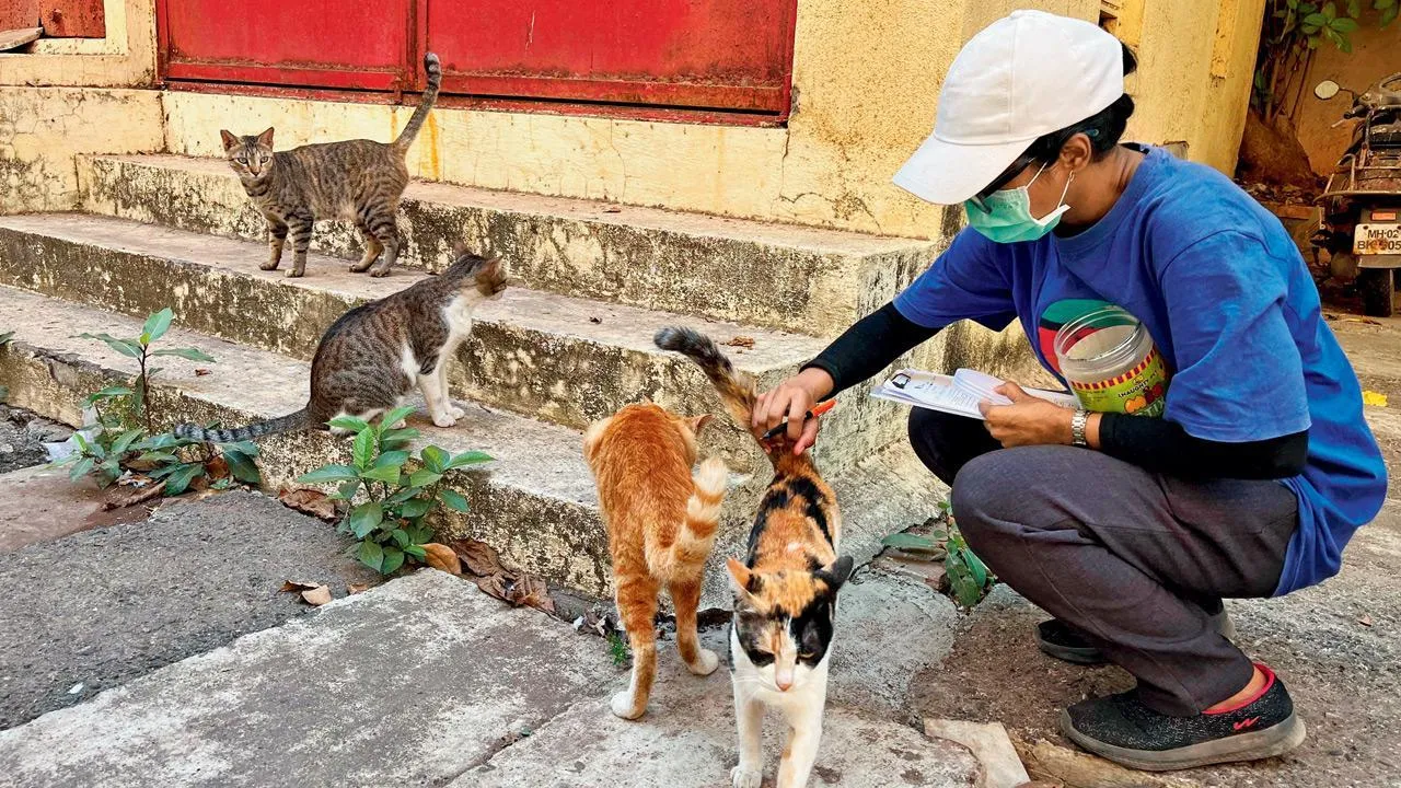 Help Street Cats Find Safety & Care