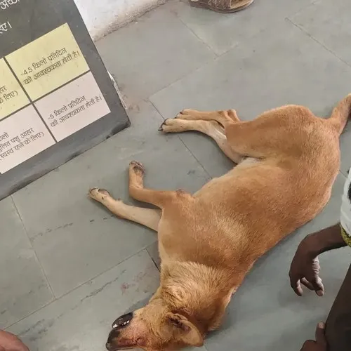A New Beginning: Finding a Loving Home