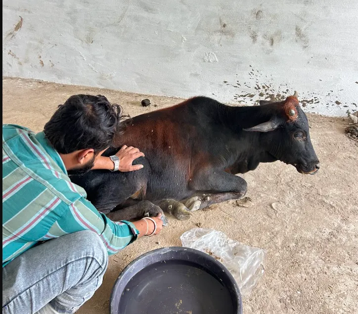 Rescue & Care for Injured Cows