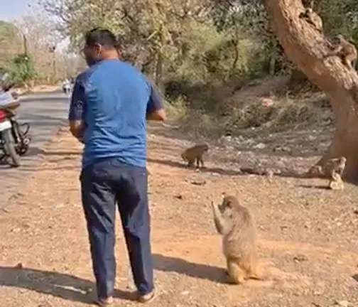 Monkey Rescue & Rehabilitation