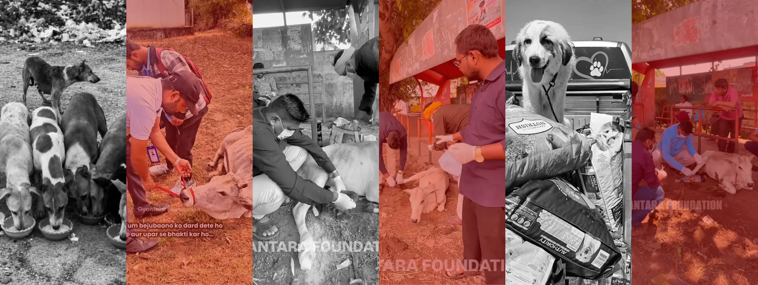 Turning Compassion Into Meaningful Action