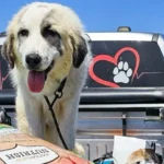 What Happens After an Animal Is Rescued?