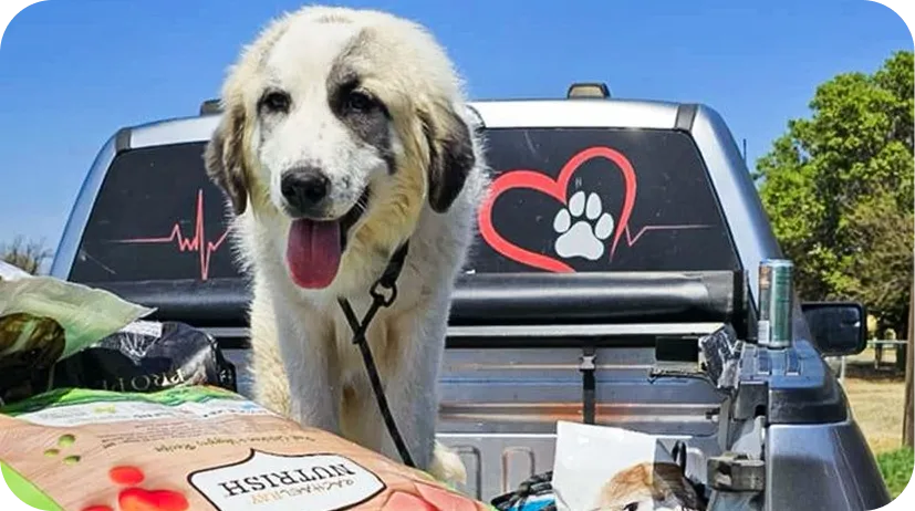 What Happens After an Animal Is Rescued?