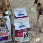 5 Simple Ways You Can Help Animals in Need