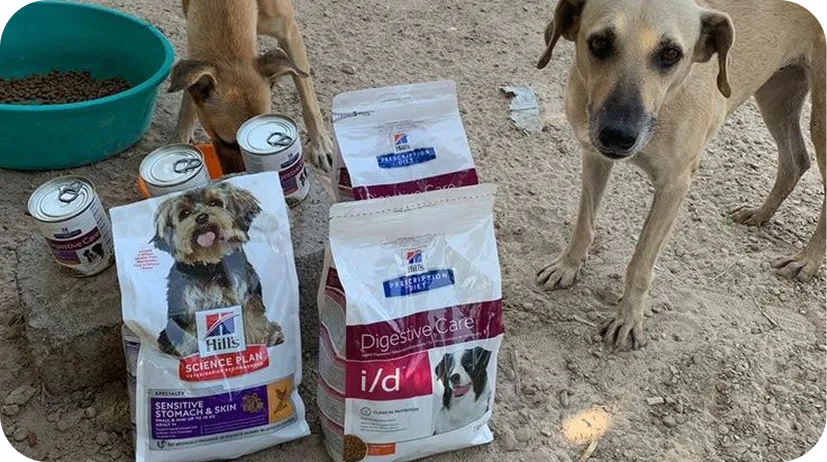 5 Simple Ways You Can Help Animals in Need