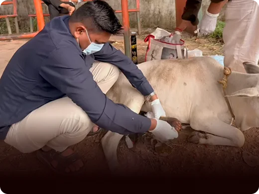 01 Rescue Animals in Need